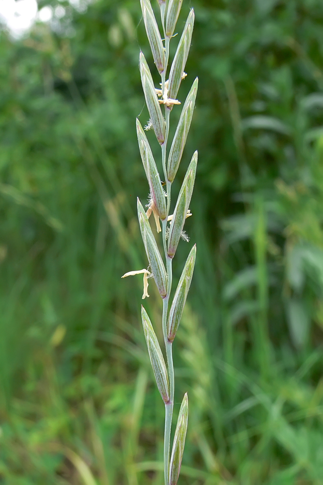 Изображение особи Elytrigia repens.