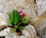 Bergenia crassifolia