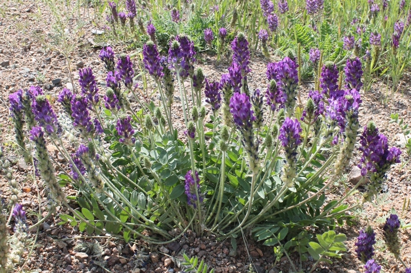 Image of Oxytropis sylvatica specimen.