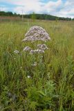 Valeriana officinalis