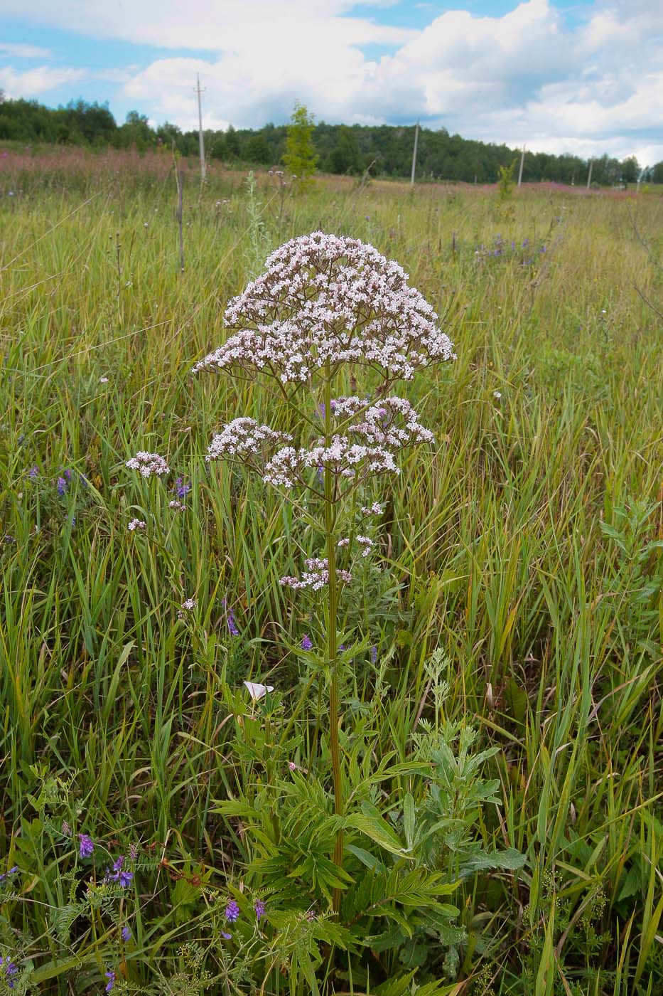 Изображение особи Valeriana officinalis.
