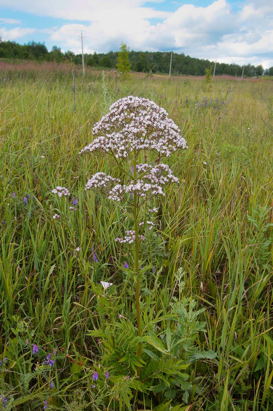 Image of Valeriana officinalis specimen.