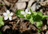 Moehringia lateriflora. Цветущее растение. Якутия (Саха), Алданский р-н, окр. пос. Верхняя Амга, пойма р. Амга. 10.06.2012.