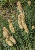 Astragalus follicularis