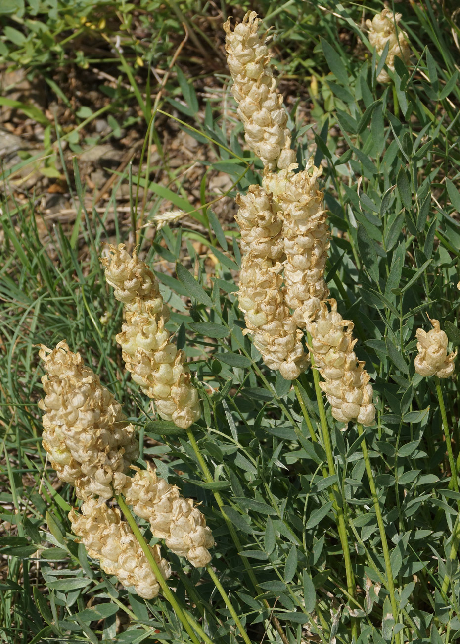 Изображение особи Astragalus follicularis.