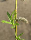 Salix viminalis