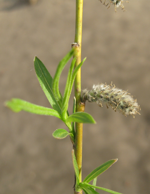 Image of Salix viminalis specimen.