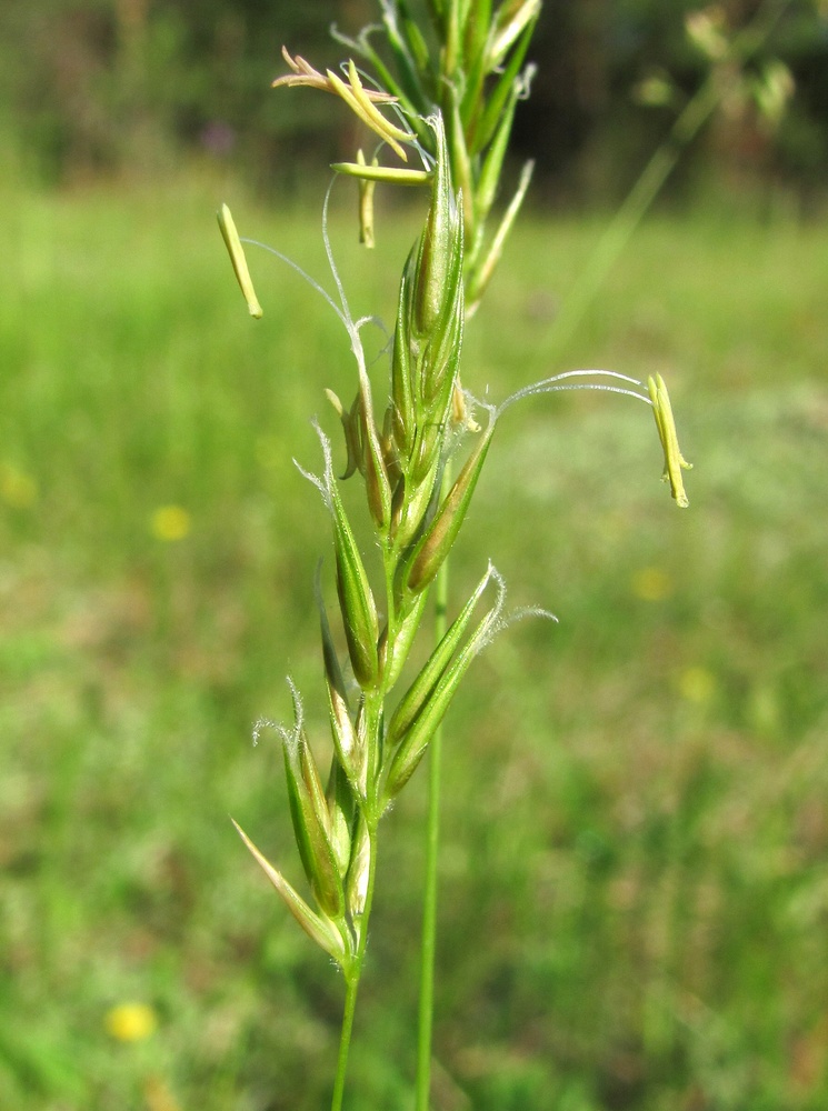 Image of Anthoxanthum odoratum specimen.