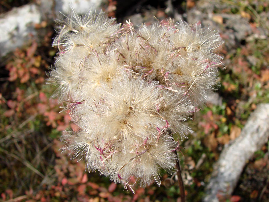 Image of genus Saussurea specimen.