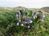 Astragalus skorniakowii. Цветущее растение. Южный Казахстан, Сырдарьинский Каратау, горы Улькунбурултау. 21 марта 2016 г.