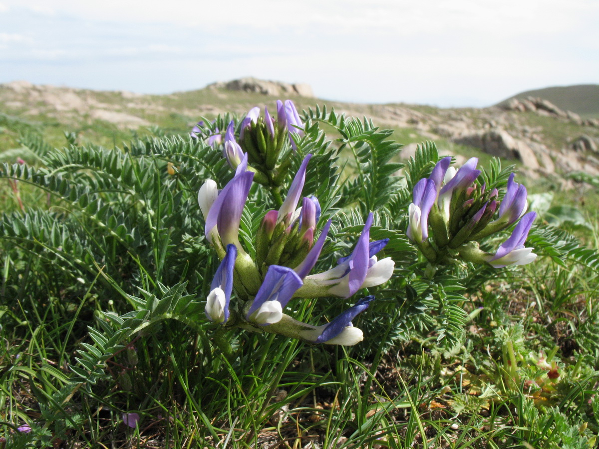 Изображение особи Astragalus skorniakowii.