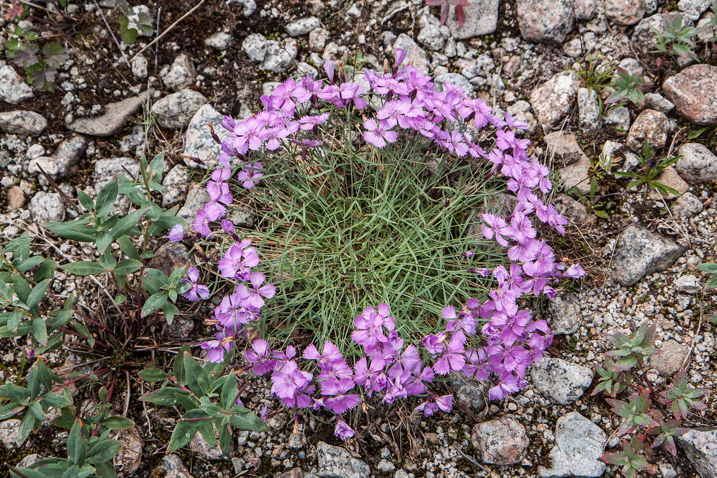 Image of Dianthus repens specimen.