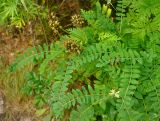 Astragalus uliginosus