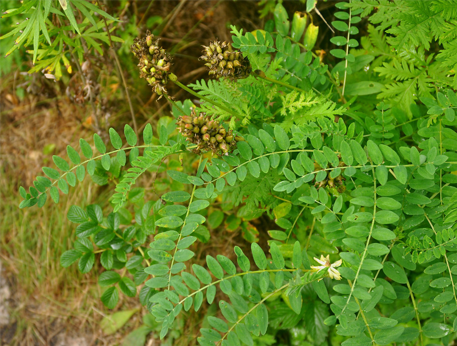 Image of Astragalus uliginosus specimen.