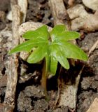 Tilia begoniifolia