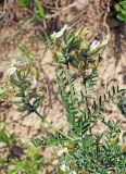 Astragalus neolipskyanus. Верхушка побега с соцветиями. Узбекистан, Ташкентская обл., зап. отроги Чаткальского хр., склон над р. Чаткал напротив ур. Обирахмат. 16.04.2016.