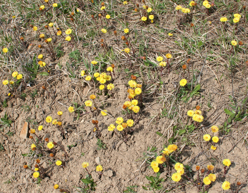 Изображение особи Tussilago farfara.