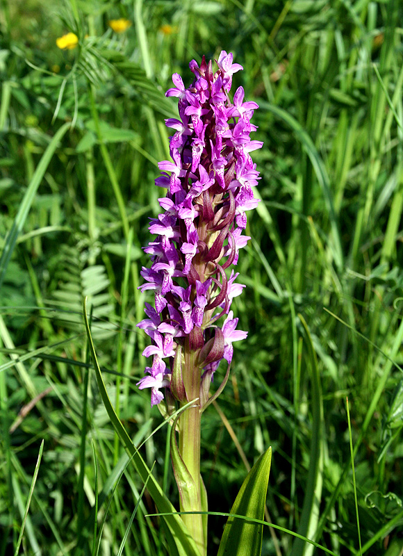 Изображение особи Dactylorhiza incarnata.