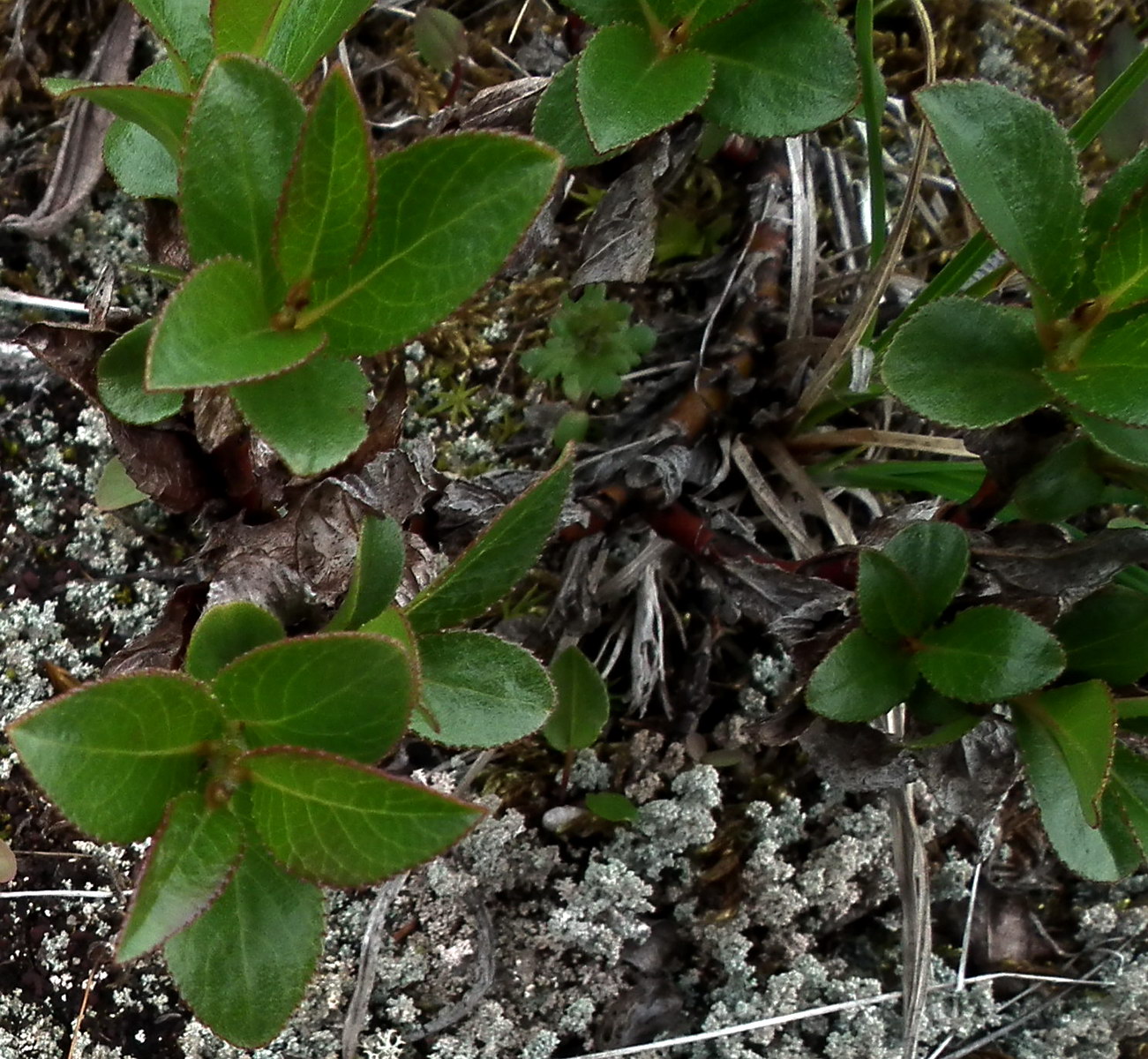 Изображение особи Salix myrsinites.