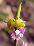 Daphne mezereum