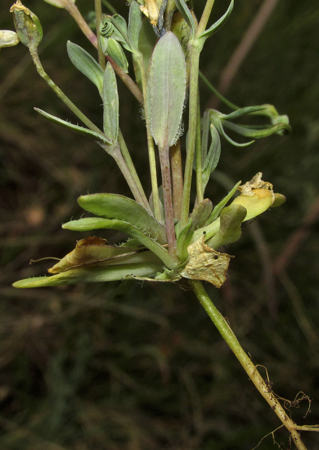 Image of Holosteum marginatum specimen.