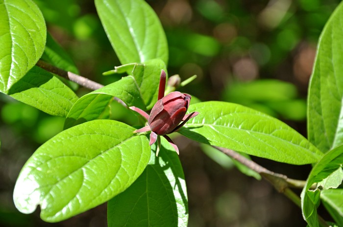 Image of Calycanthus floridus specimen.