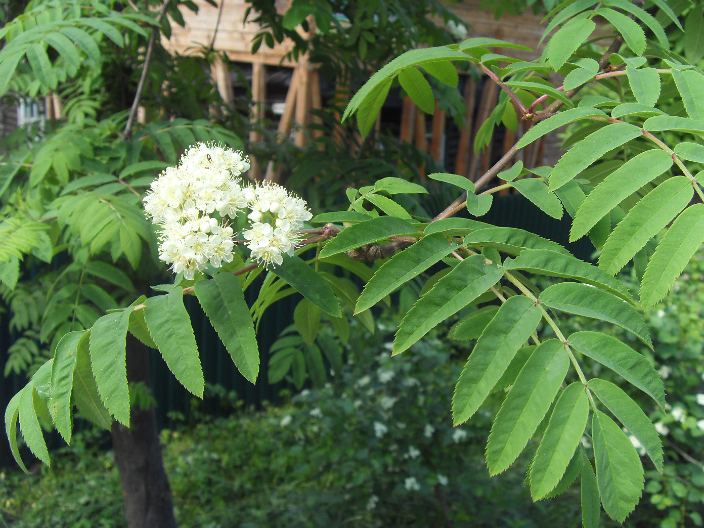 Изображение особи Sorbus aucuparia.