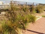 Pennisetum setaceum