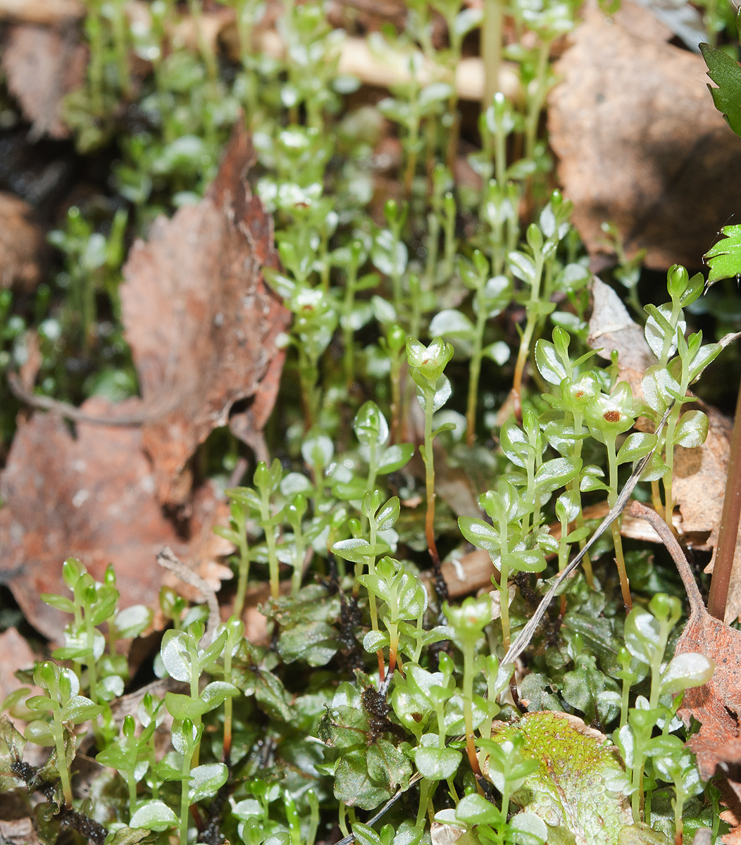 Изображение особи Rhizomnium pseudopunctatum.