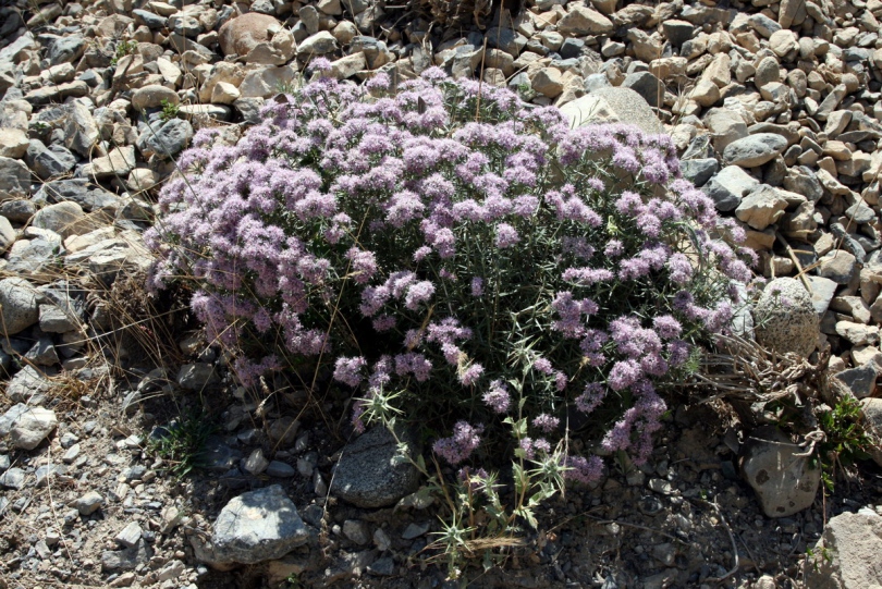 Изображение особи Acanthophyllum pungens.