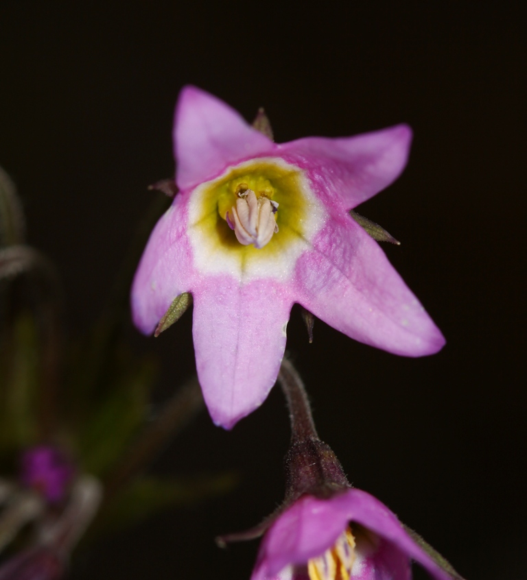 Image of Cortusa discolor specimen.