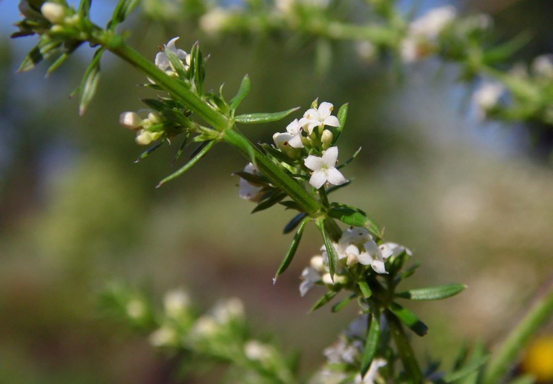 Image of Galium humifusum specimen.