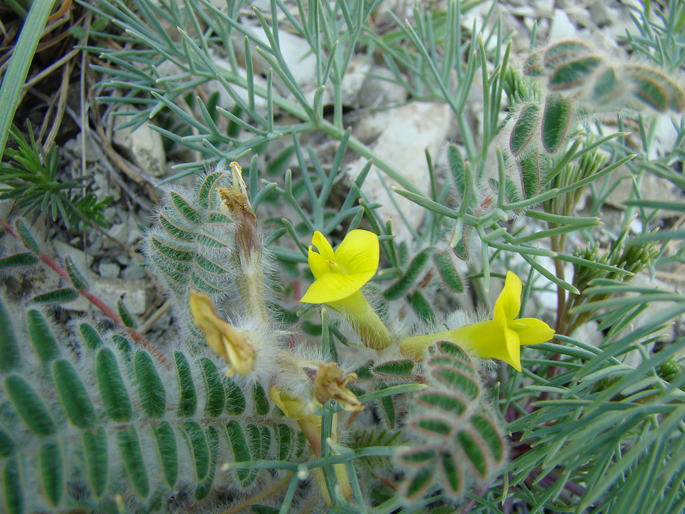 Изображение особи Astragalus utriger.