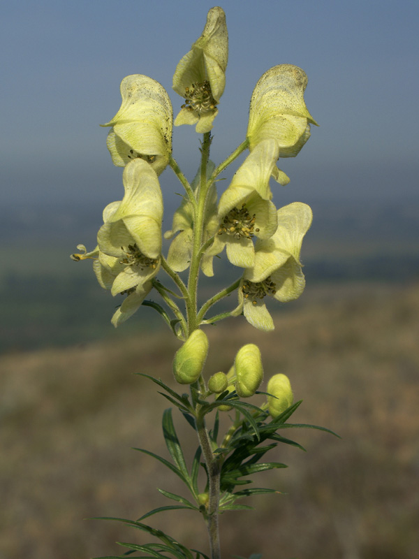 Изображение особи Aconitum nemorosum.