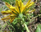 genus Taraxacum. Соцветие (вид со стороны обёртки). Кабардино-Балкария, Эльбрусский р-н, долина р. Ирик, ок. 2700 м н.у.м. 14.07.2016.