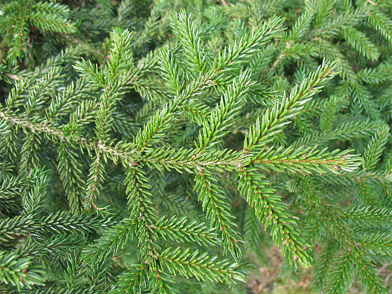 Image of Picea orientalis specimen.