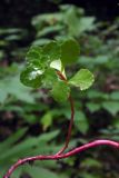 Sedum stoloniferum