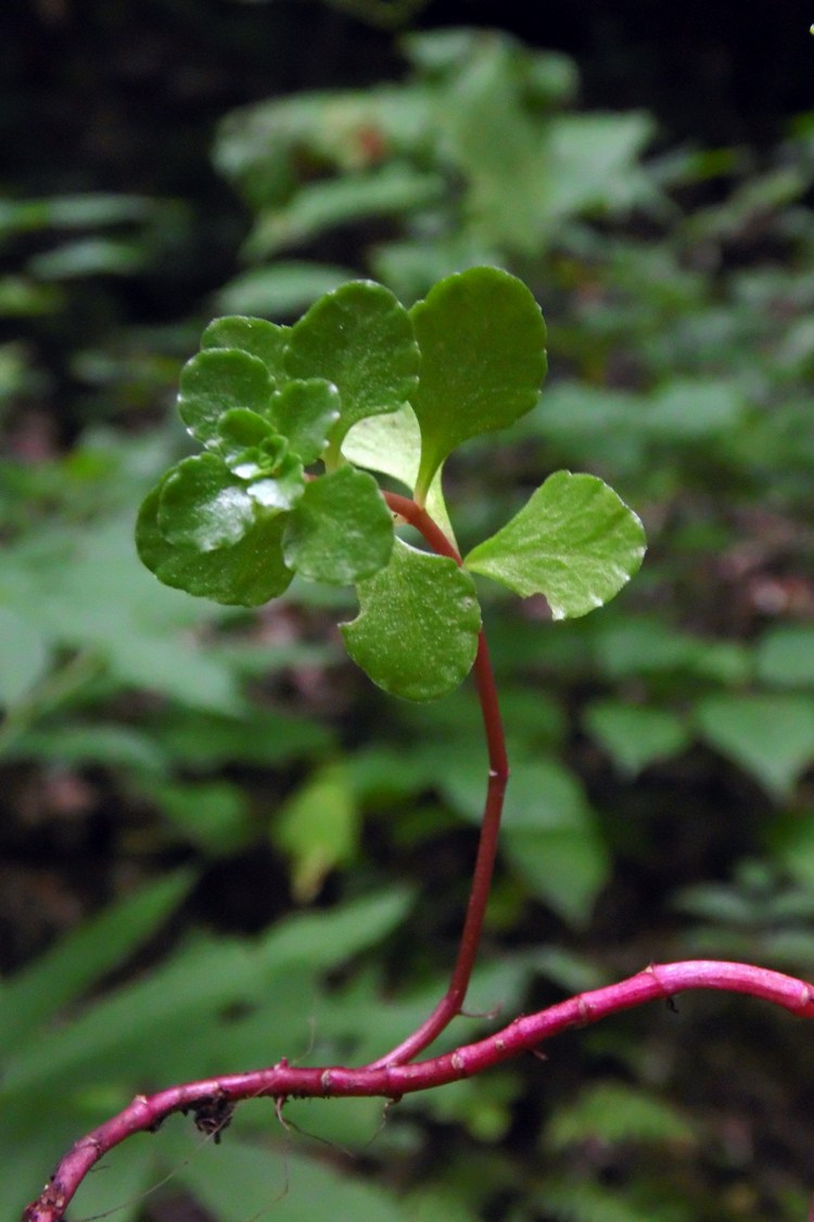 Image of Sedum stoloniferum specimen.