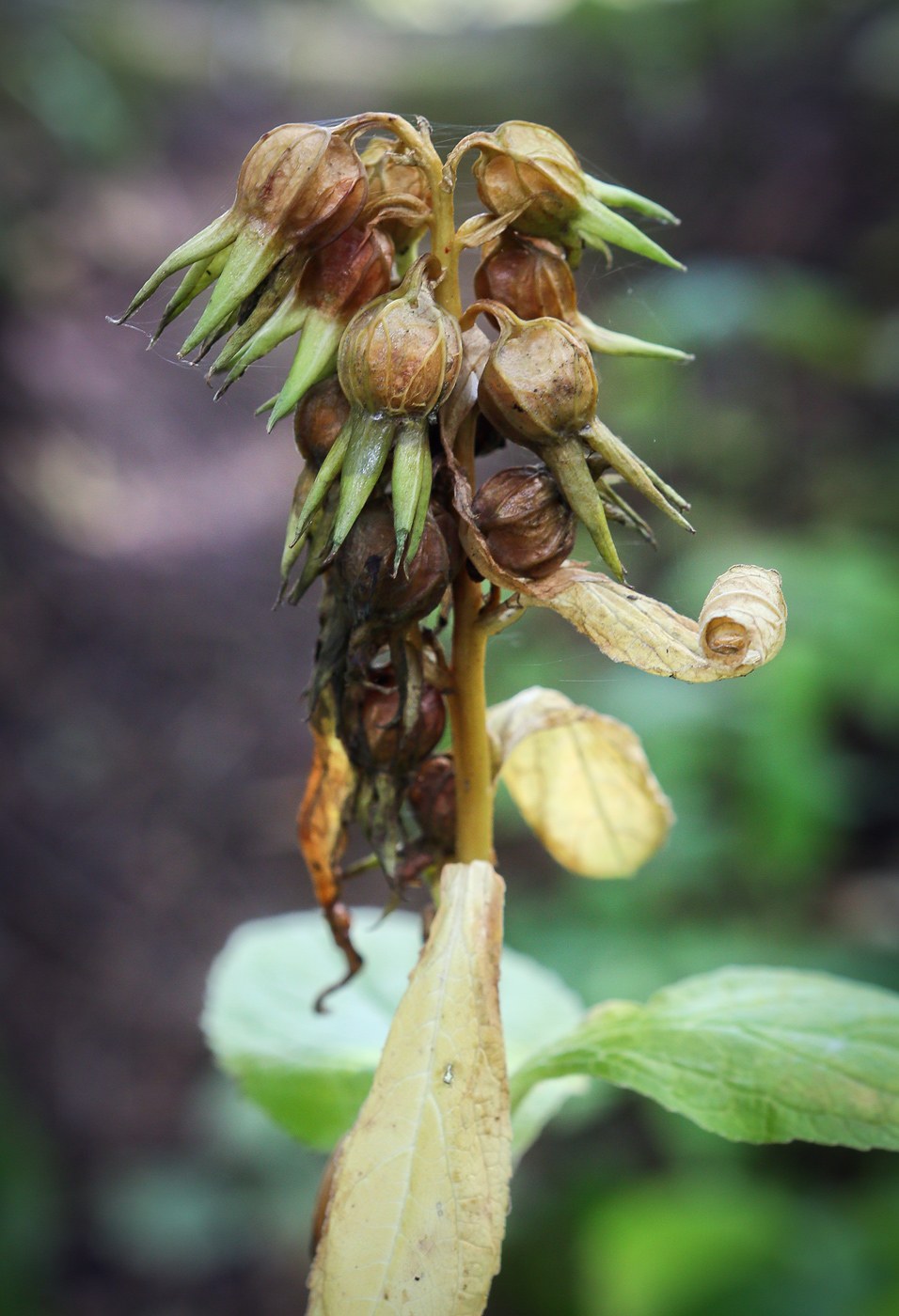 Image of Campanula latifolia specimen.