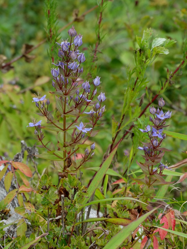 Image of Ophelia wilfordii specimen.