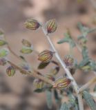 Helianthemum lippii