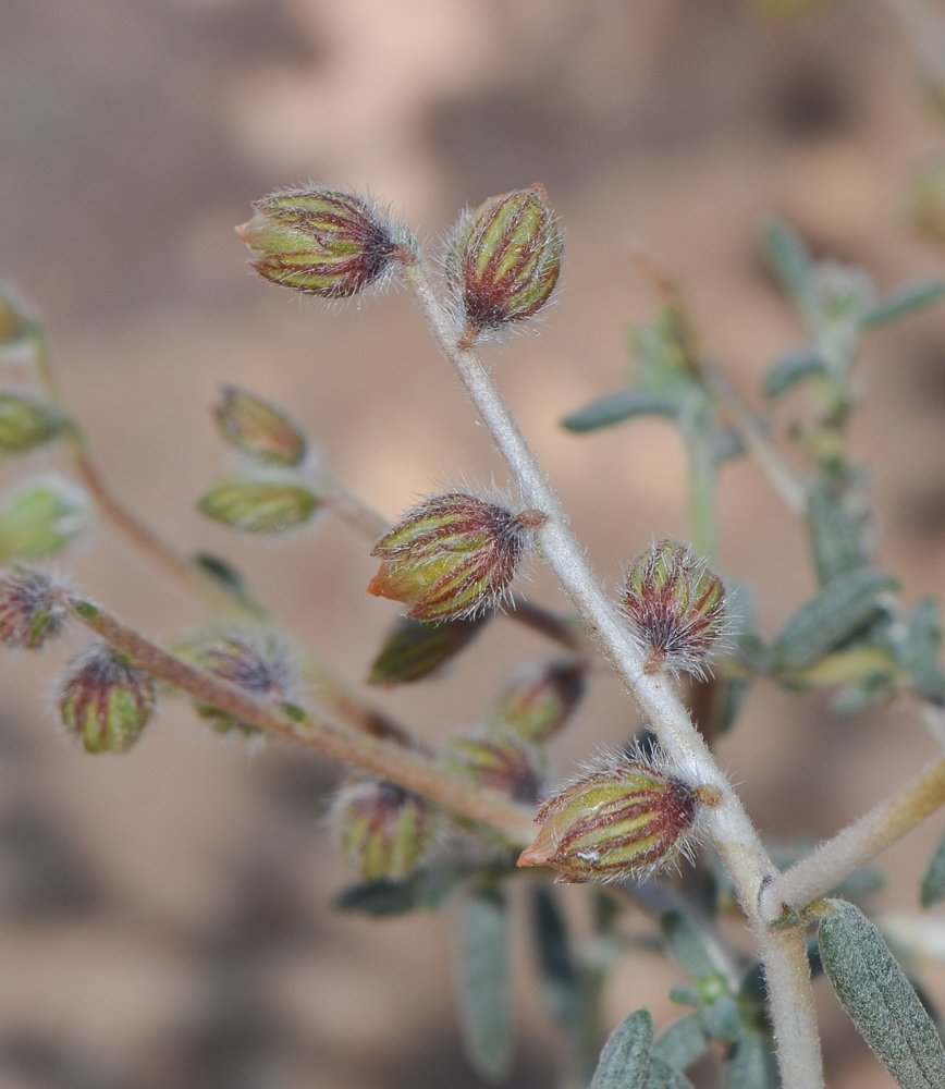 Image of Helianthemum lippii specimen.