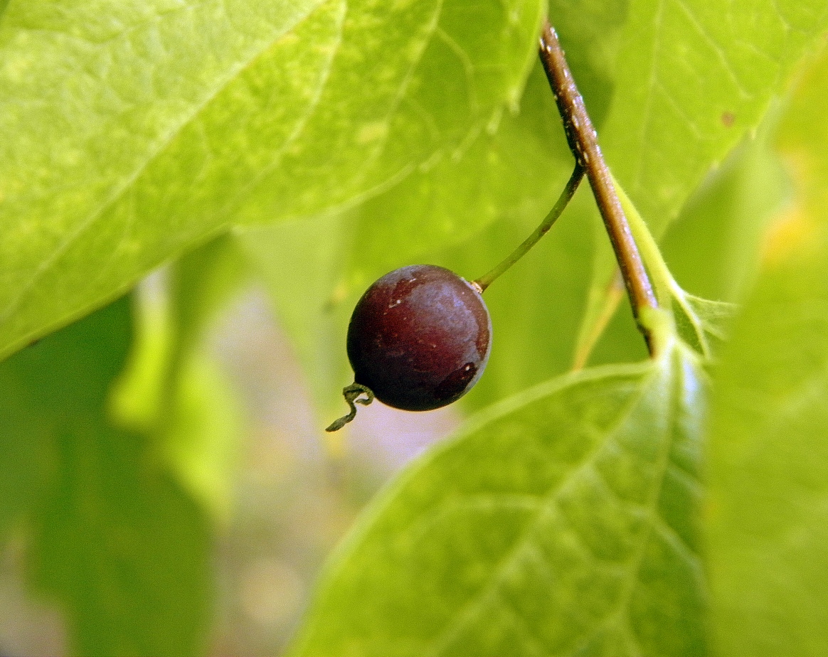 Изображение особи Celtis occidentalis.