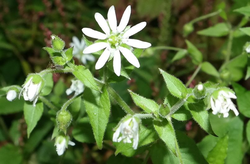 Изображение особи Myosoton aquaticum.