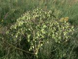 Thalictrum contortum