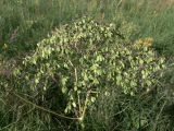 Thalictrum contortum. Соплодие. Амурская обл., Бурейский р-н, окр. с. Виноградовка, долина р. Асташиха, разнотравный луг. 15.07.2016.