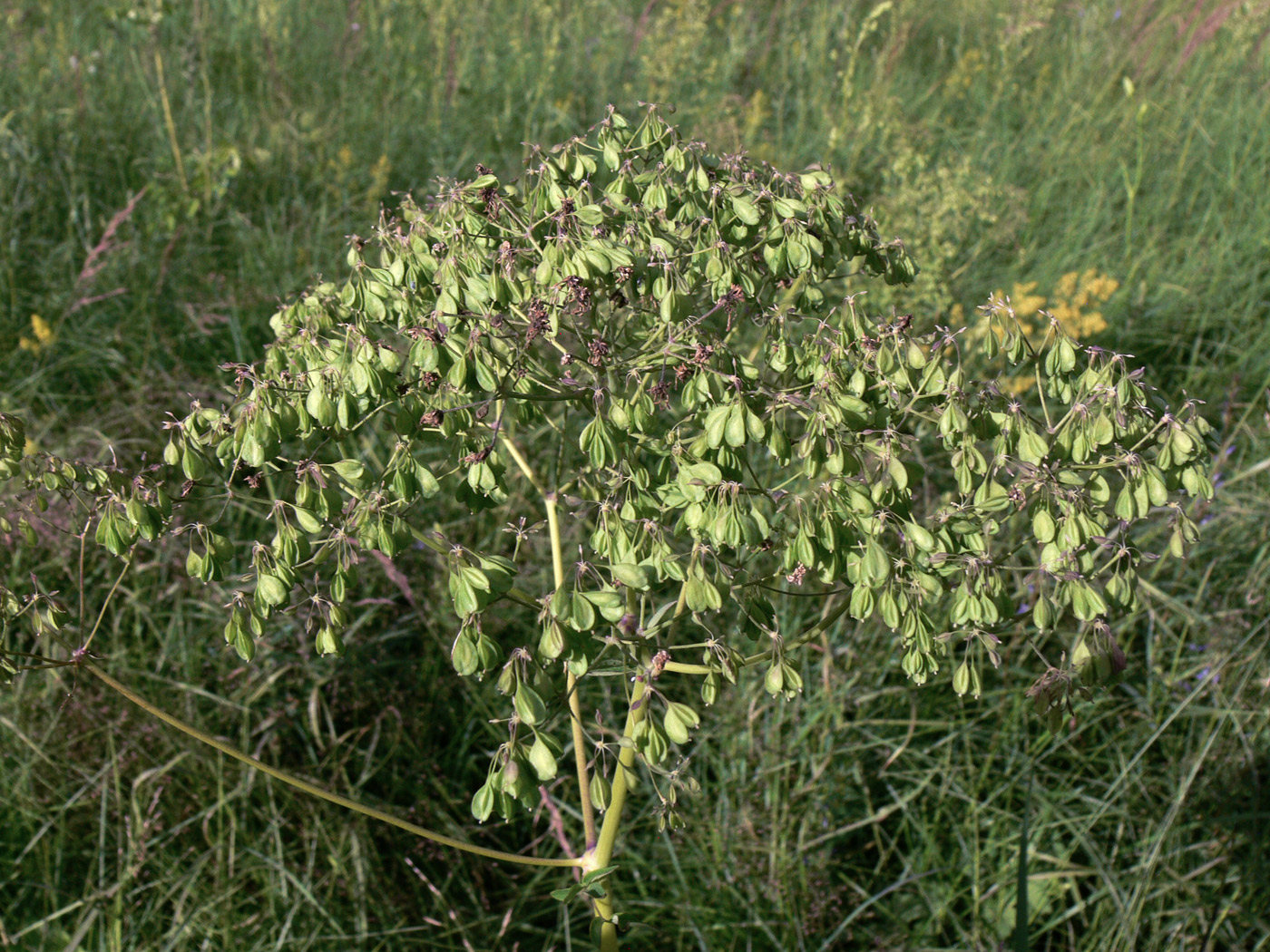 Изображение особи Thalictrum contortum.