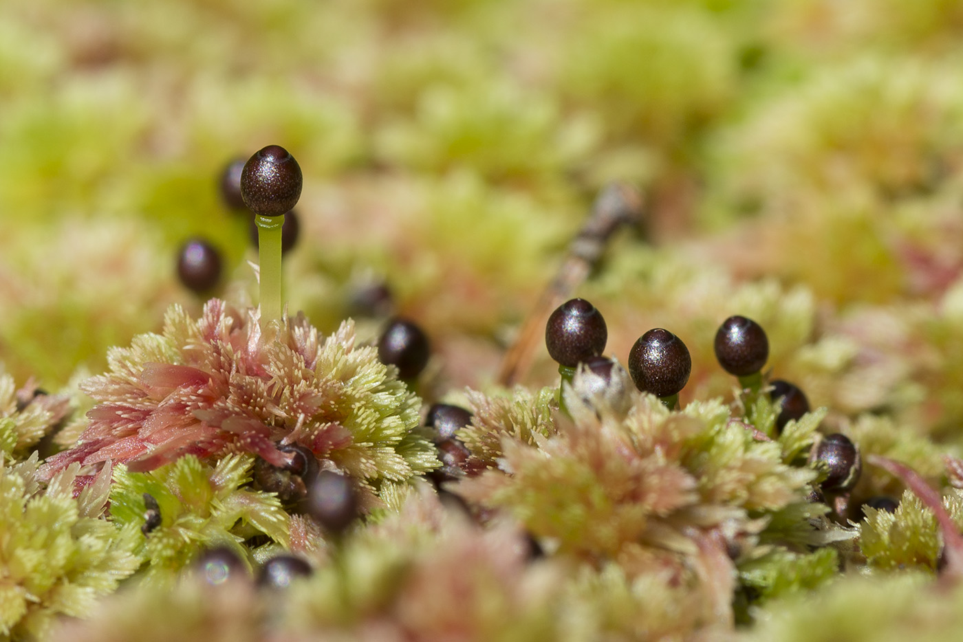 Изображение особи Sphagnum capillifolium.