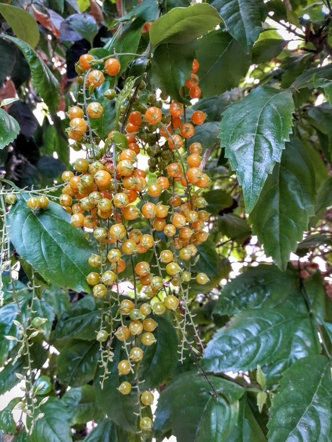 Image of Duranta erecta specimen.