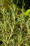 Lavandula angustifolia